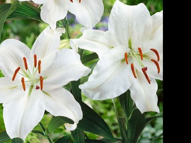 Les plants de fleurs de Pressagny l'Orgueilleux